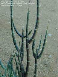Discover 67 unique and funny cactus puns and plant captions to get more instagram likes and comments! Pencil Cacti The Stick Euphorbias Dave S Garden