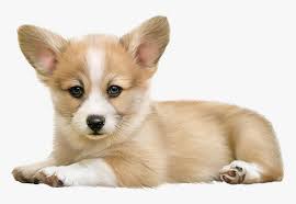 Its resolution is 1024x1024 and it is transparent background and png format. Transparent Corgi Clipart Transparent Corgi Hd Png Download Kindpng