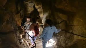 Image result for Stylochaeton tortispathus