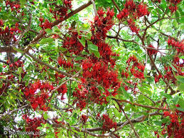 Image result for Schotia brachypetala