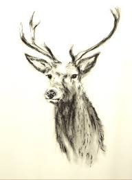 Black And White Deer Head Drawing Original Stag Portrait Black And White Stag Drawing Stag Deer Stag Art Deer Art Stag Deer Wall Art Charcoal Drawing Animal Art Deer Wall Art Deer Art Charcoal Drawing