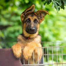 German shepherd puppies will vary in price from breeder to breeder based on experience, pedigree, and other factors. German Shepherd Pdsa