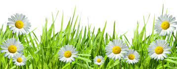 Grass With Flowers Png By Hanabell1 On Deviantart Flower Border Flower Border Png Flowers