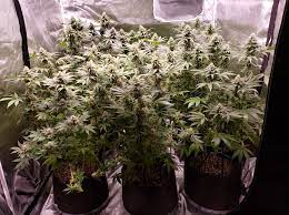Hid has, for decades, been the best choice for grow lights. Which Led Grow Lights Are Best For Growing Cannabis Grow Weed Easy