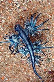 Animals Iphone Wallpaper Idesign Iphone Cool Sea Creatures Beautiful Sea Creatures Sea Creatures