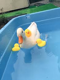 Dd9 Bm0uiaa Xb5 Jpg Orig 1536 2048 Cute Animals Cute Ducklings Funny Animals