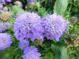 Bees and butterflies are attracted to the flowers making. Hlavac Japonsky Ritz Blue Scabiosa Japonica About Garden Com