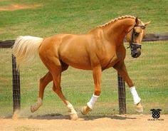 The tail and mane must be at least 85 percent white, and the skin must be primarily dark in color. 78 Shades Of Palomino Ideas Palomino Horses Palomino Horse