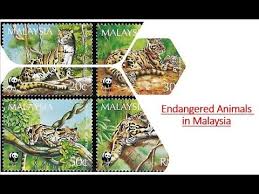 The malayan tiger was classified as a critically endangered species in 2015. Doman Shichida Flash Cards Endangered Animals In Malaysia Endangered Animals Flashcards Animals Flash Cards