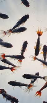 We've gathered more than 5 million images uploaded by our users and sorted them by the most popular ones. Many Fish Clouds Background 1242x2688 Iphone 11 Pro Xs Max Wallpaper Background Picture Image