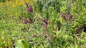 I have a shady garden in southeastern wisconsin (milwaukee) and am interested in introducing more native plants of all sizes and heights, hopefully with lovely flowers. Native Plants To Know Leadplant