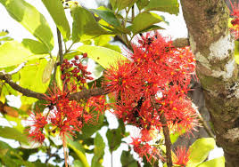 Image result for Cunoniaceae