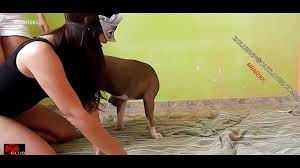 MEXZOO LEENA THE 1ST TIME - Videos - All Bestiality in one place