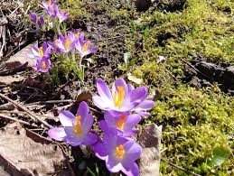 Die meisten krokusarten sind zwiebelgewächse. Tolle Gartentipps Krokus Der Vorbote Des Fruhlings