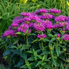 Image result for Monarda didyma