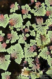Image result for Azolla