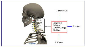 The external jugular vein (v. File Neck Anatomy Jpg Wikimedia Commons