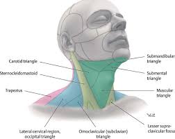 The content of the neck is grouped into neck spaces, called compartments. 1 The Anatomy And Physiology Of The Neck Ento Key