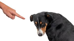 Image result for invalid dog wheelset