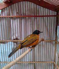 Burung kutilang saat ini semakin diminati oleh para penghobi burung kicau di indonesia. Mengenal Ciri Burung Kutilang Emas Makanan Mitos Dan Suara