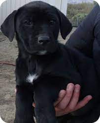 Maybe you would like to learn more about one of these? Recklessly Black German Shepherd Labrador Retriever Mix