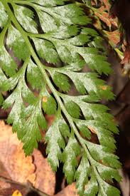 Image result for Aspleniaceae