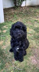 The training and guidance of cavapoos is naturally easy due to these traits as well as both breeds having a deep desire to please their loved ones. 35 Best Black Labradoodle Puppy Ideas In 2021 Black Labradoodle Labradoodle Puppy Labradoodle