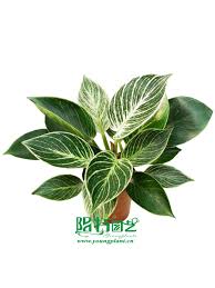 Philodendron Birkin Philodendron Plant Purple Plants House Plants Indoor