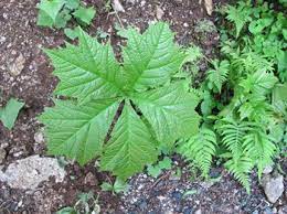 This is the nature forest transition in japan. How Do Japanese Name Plants Japan Alps Kamikochi Official Website