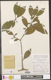 Image result for Tabernaemontana eglandulosa