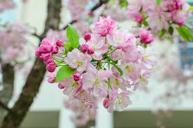 Maybe a little iffy in zone 5 but most certainly worth the try. Best Flowering Crabapples For Midwestern Gardens