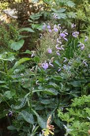 Image result for Brillantaisia cicatricosa