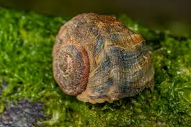 Image result for Blotiella crenata