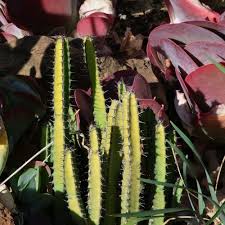 Image result for Euphorbia schinzii