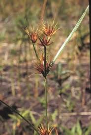 Image result for Rhynchospora rugosa