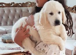 Golden Retriever Puppy 2 Months Old Qatar Living