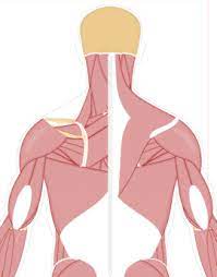 Get our awesome anatomy emails! Muscular System Human Anatomy Getbodysmart Human Anatomy And Physiology Human Body Systems Muscular System