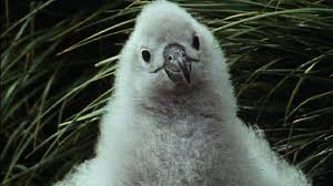 The large clusters of starry blooms on pentas are the perfect resting place for butterflies, hummingbirds, and bees. Watch Free Online Documentaries Ihavenotv Theproxies Net