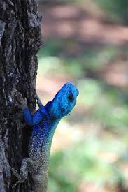 Blue Lizard Climbing A Tree Color Colorful Animal Nature Wildlife Photography Animals Colorful Animals Cute Little Animals