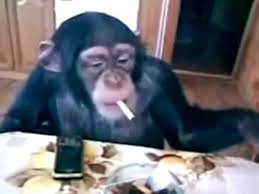 Ein weiteres bild von lustige bilder zum totlachen tiere: Lustige Tiere Fun Affen Nicht Lachen Video Dailymotion