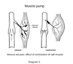 Wsiat The Venous System