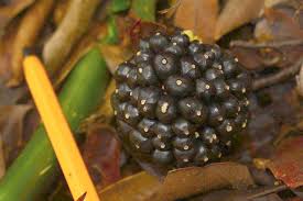 Image result for Myrianthus