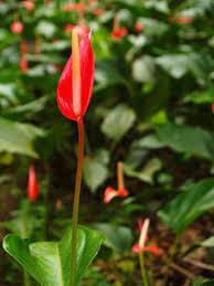 What Is Anthurium Toxicity Hunker Outdoor Flowering Plants Anthurium Flamingo Flower