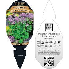 In early to mid summer clouds of fluffy lilac flowers float serenely atop arrestingly jet black stems, which explains the name. Thalictrum Black Stockings Terra Nova Nurseries Inc