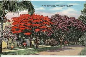 Vintage Linen Postcard Royal Poinciana And Jacaranda Trees In Full Bloom In Florida Colorful 1930s Or 1940s Kropp Co Coral Gables Florida Beautiful Landscapes Florida