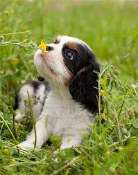 Smell The Flowers A Spaniel Bebek Kopekler Kopek Bebek