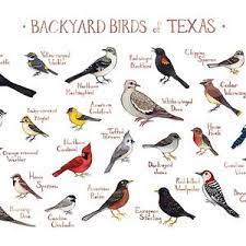 Texas Backyard Birds Field Guide Art Print Watercolor Etsy Backyard Birds Backyard Birds Watching Bird Identification