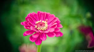 Single Red Flower Ultra Hd Wallpapers For Desktop Mobile Desktop Background Join now to share and explore tons of collections of awesome wallpapers. single red flower ultra hd wallpapers