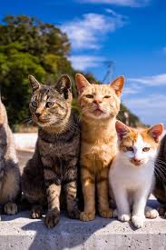 Best Time To See Aoshima Cat Island In Japan 2020 Rove Me In 2020 Cute Cats Cats And Kittens Cat Island