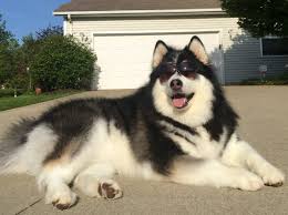 The current median price for all *data sourced from the sale of 4142 alaskan malamute puppies across the united states on windsong malamutes, west unity, oh, (near mich. Alaskan Malamute Berlin Puppies Breeder Free Puzzle On Newcastlebeach 2020